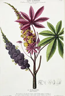 Castor: Ricinus communis, caster oil tree