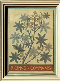 Castor: Ricinus communis, castor bean