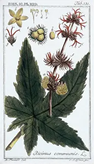 Castor: Ricinus communis, castor bean plant