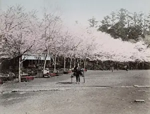 Ueno: Rickshaw and cherry blossom in Ueno Park, Tokyo