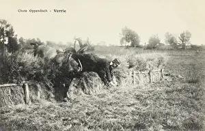 Steeplechases: Rider falls over an obstacle