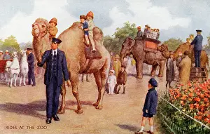 Bactrian: Rides at the zoo