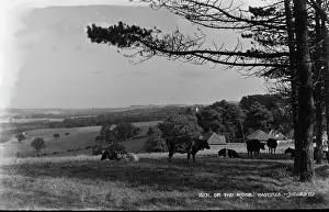 Cows: On the Ridge, Hastings