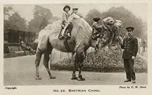 Warder: Riding on a Bactrian Camel - London Zoo
