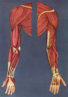 Toes: Right Leg Muscles