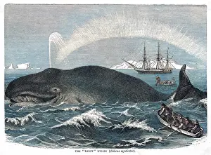 Balaena: A RIGHT WHALE