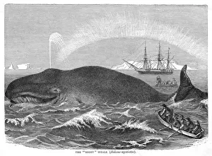 Balaena: A RIGHT WHALE