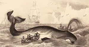 Whales: Right Whale (Balaena mysticetus)