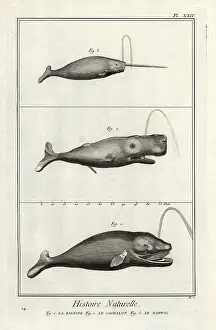 Critically Endangered: Right whale, cachalot and narwhal