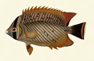 Chaetodon: Rightangle Butterflyfish, Chaetodon trifascialis