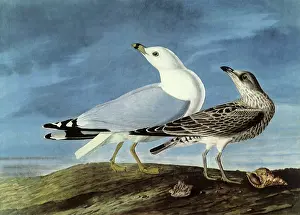 Gulls: Ring-Billed Gulls