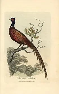 Howitt: Ring or common pheasant, Phasianus colchicus
