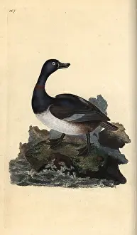 Collaris: Ring-necked duck, Aythya collaris