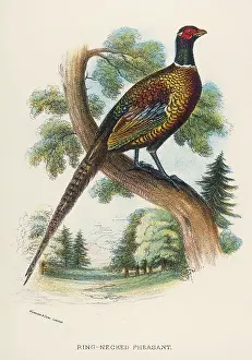 Torquatus: RING-NECKED PHEASANT