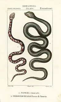 Pointu: Ring-necked spitting cobra and Martinique lancehead