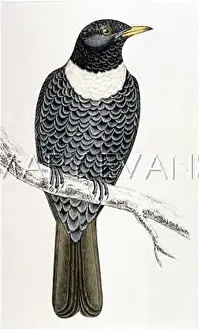 Torquatus: RING-OUZEL