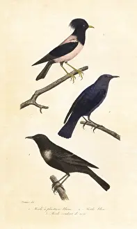 Steel Engraving: Ring ouzel, blue rock thrush and rosy starling