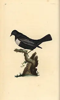 Torquatus: Ring ouzel, Turdus torquatus