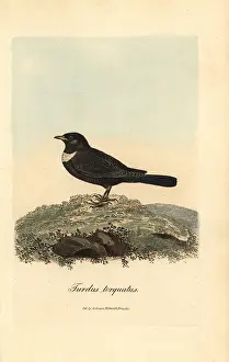 Torquatus: Ring ouzel, Turdus torquatus