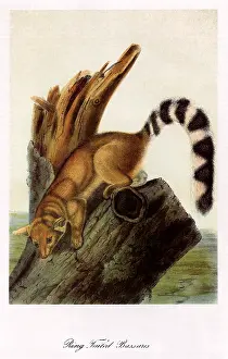 Crawls: Ring-tailed Bassaris