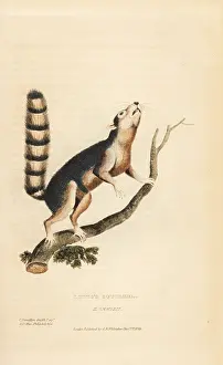 Annulatus: Ring-tailed ground squirrel, Notocitellus annulatus
