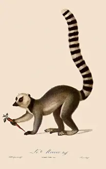 Apes: Ring-Tailed Lemur