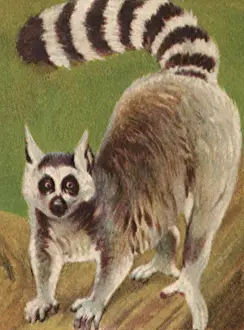 Apes: Ring-Tailed Lemur