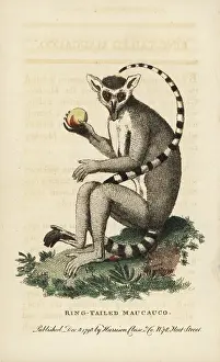 Catta: Ring-tailed lemur, Lemur catta