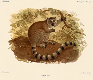 Apes: Ring-Tailed Lemur, Lemur catta