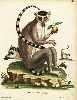 Schreber: Ring-tailed lemur, Lemur catta. Endangered