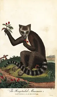 Sibly: Ring-tailed lemur, Lemur catta, endangered