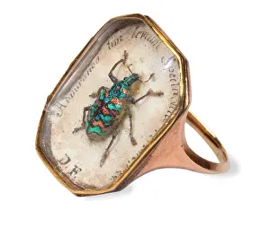 Regalis: Ring with a weevil set in