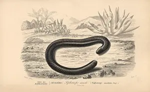 Oudart: Ringed caecilian, Siphonops annulatus