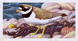Seaweed: Ringed Plover