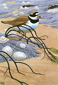 Tidal: Ringed Plover