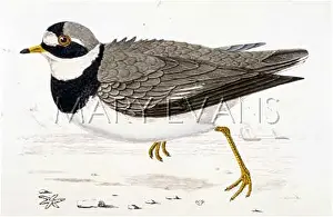 Locally: RINGED PLOVER