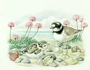Plover: Ringed Plover and Chick