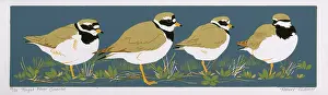 Quartet: Ringed Plover Quartet