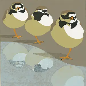 Linocut: Ringed Plover Trio