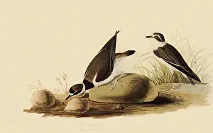 Snail: Ringed Plovers
