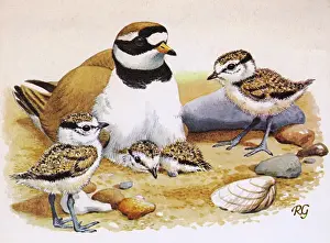 Chicks: Ringed Plovers
