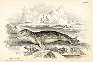 Phoca: Ringed seal, Phoca hispida