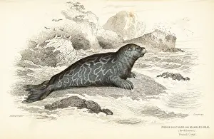 Phoca: Ringed seal, Phoca hispida