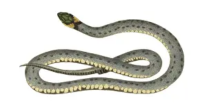Hahn: Ringed Snake