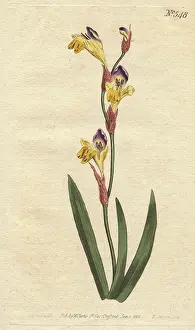 Bicolor: Ringent ixia with yellow, purple and brown