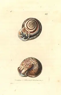 Leach: Ringent snail, Helix ringens