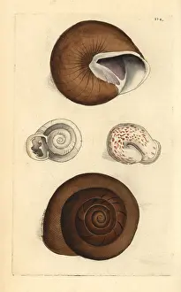 Helix: Ringent snail and lamp snail, Helix ringens