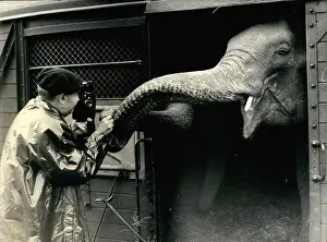 Ringling: Ringling Bros and Barnum and Bailey Circus