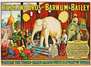 Ringling: Ringling Brothers - Barnum & Bailey - circus