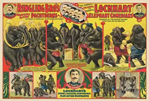 Vignette: Ringling Brothers circus poster - elephants performing